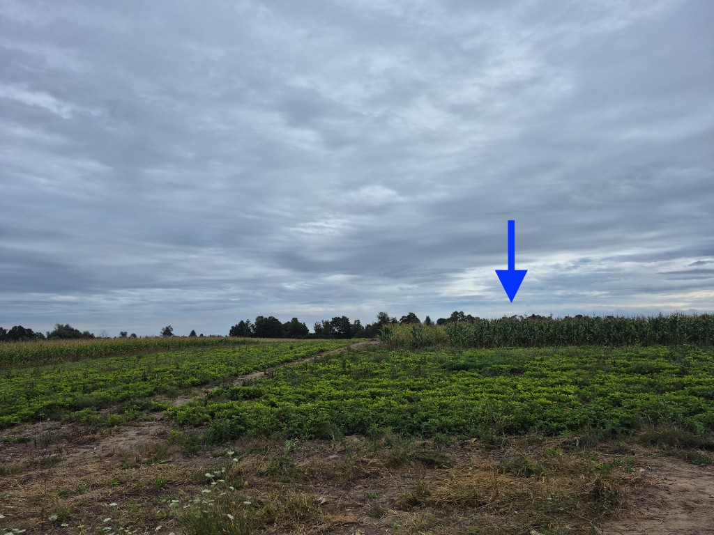 Blue arrow pointing to white waxy corn