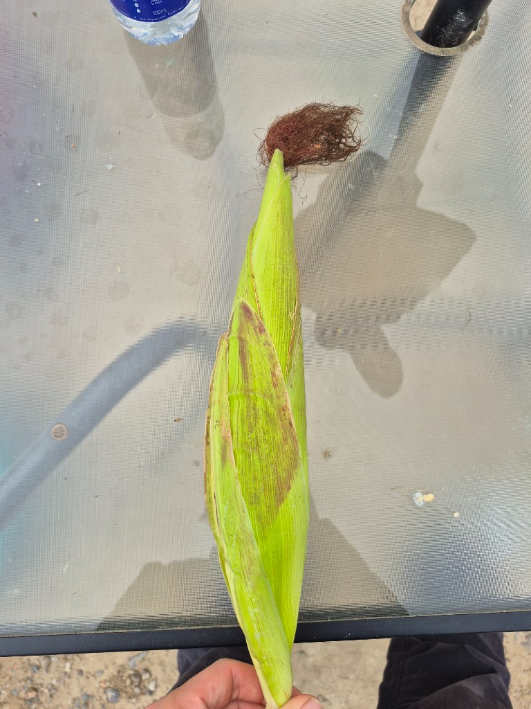 Colorful waxy corn with dry silk and green husk
